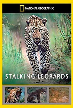 Poster for Stalking Leopards
