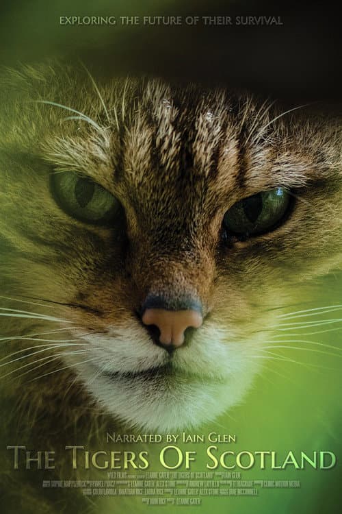 Poster for The Tigers of Scotland
