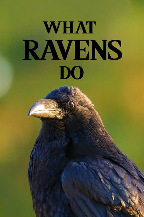 Poster for What Ravens Do