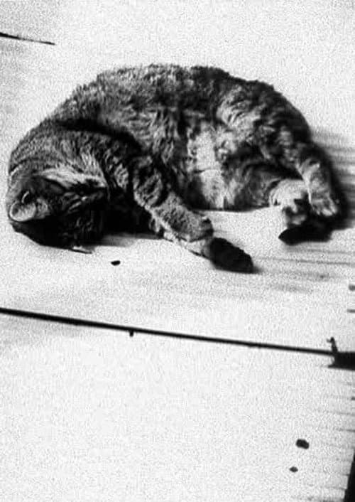 Poster for Cat