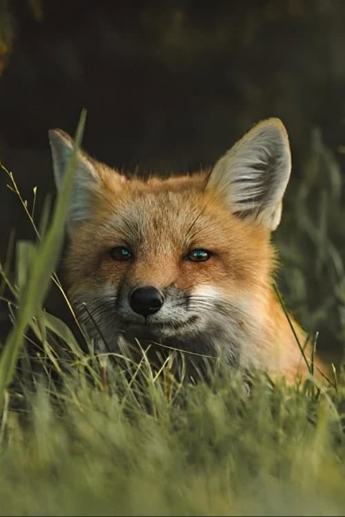 Poster for The Fox