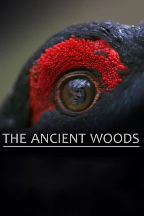 Poster for The Ancient Woods