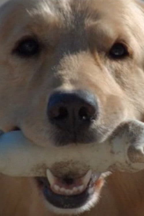 Poster for Good Boy