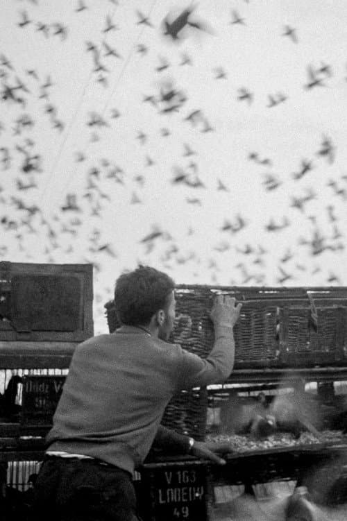 Poster for Birds