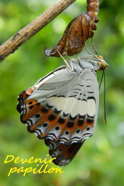 Poster for Devenir papillon