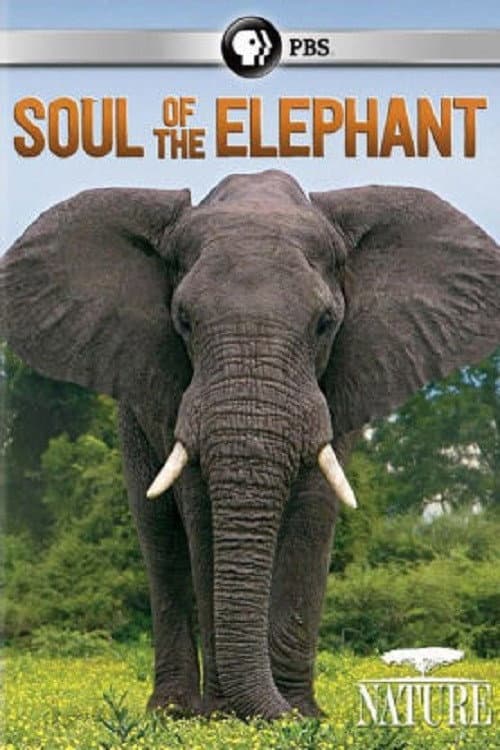 Poster for Soul of the Elephant