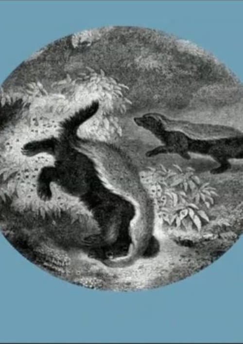 Poster for The Kiss of the Honey Badger