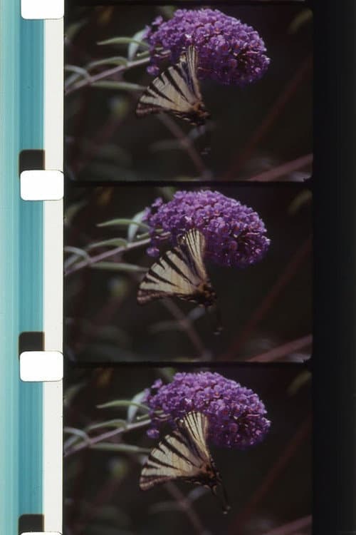 Poster for Bouquets 31-40