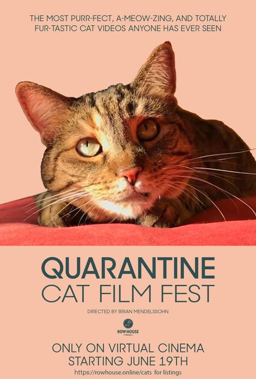 Постер до фільму «Quarantine Cat Film Festival»