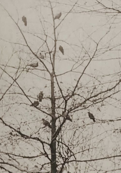 Poster for The Aviary