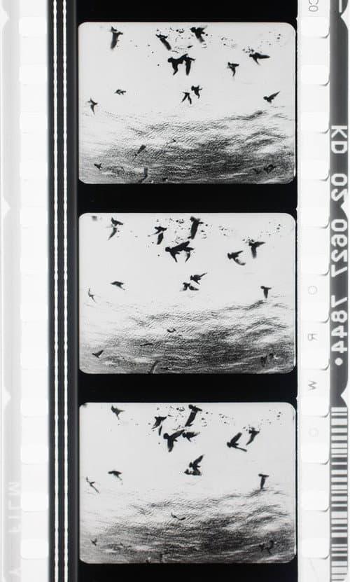 Poster for Images en négatif