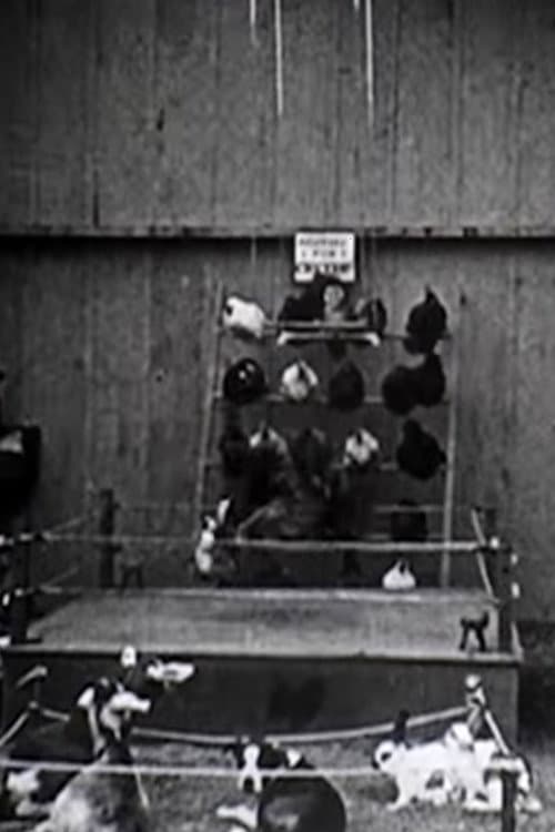 Poster for The Knockout