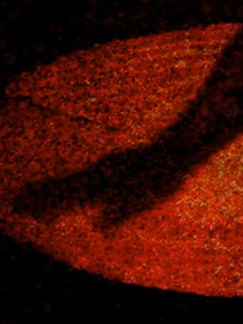 Poster for Materia Obscura
