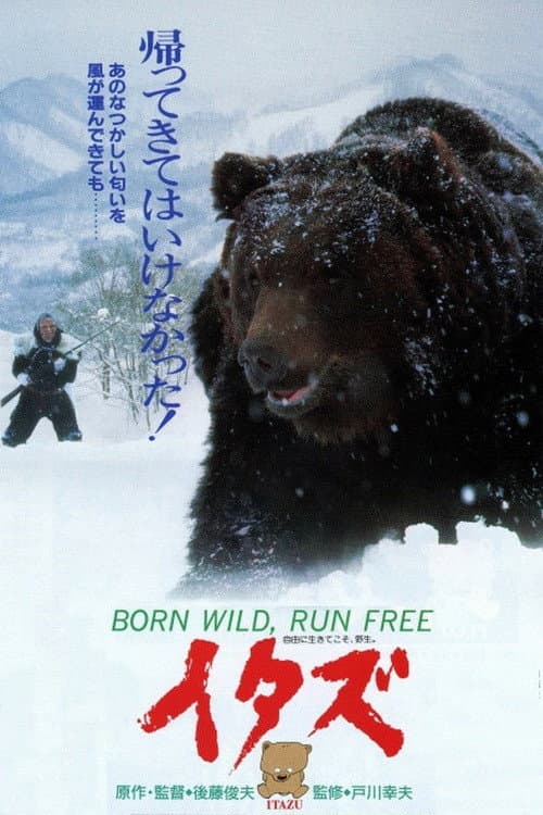 Poster for The Forest of the Little Bear