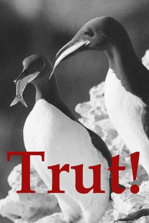 Poster for The Gulls