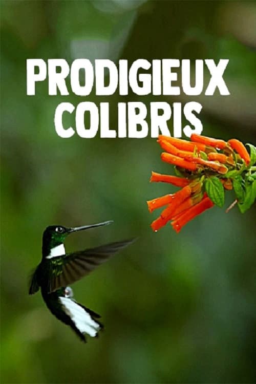 Poster for Hummingbirds: Magic in the Air