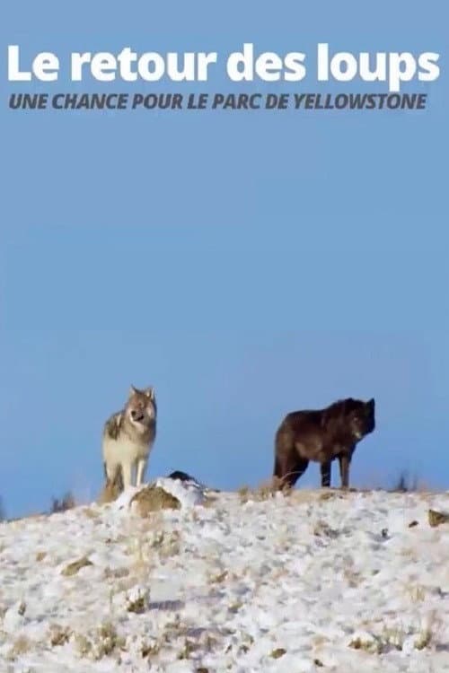 Постер до фільму «The Return of the Wolves: The Miracle in Yellowstone National Park»