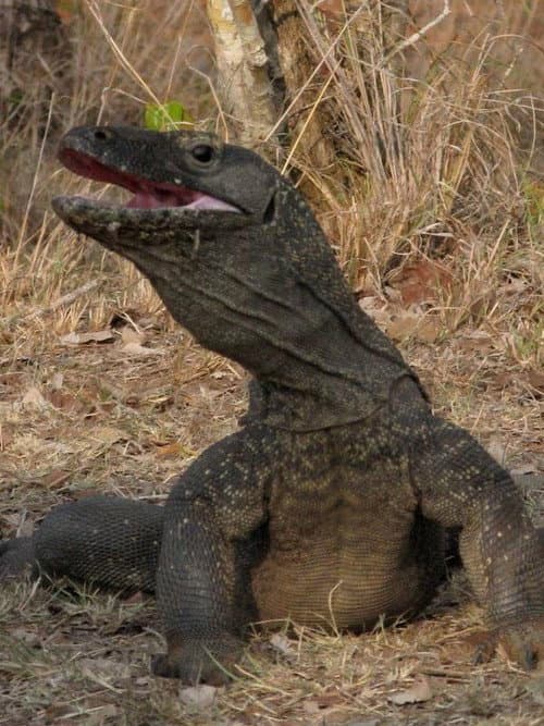Poster for The Natural World--Komodo: The Deadly Bite