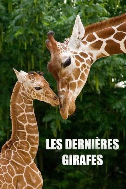 Poster for Les Dernières Girafes
