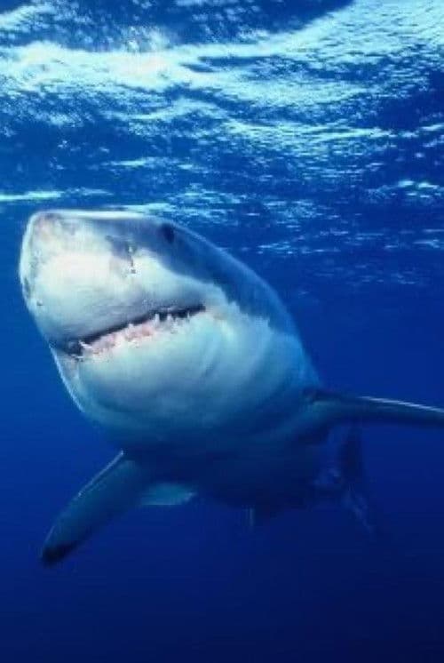Poster for Great White Shark - The Silent Stalker