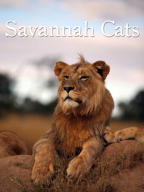 Poster for Savannah Cats