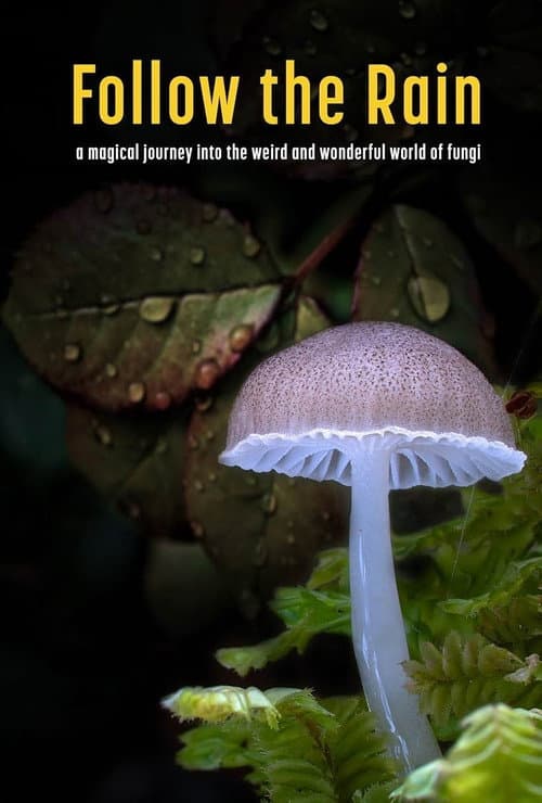 Poster for Follow the Rain