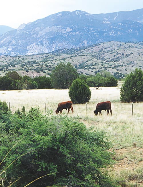 Poster for Whose Home on the Range?