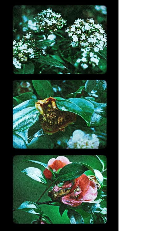 Poster for Flores (III)