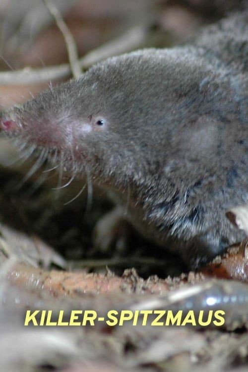 Poster for Killer Shrew