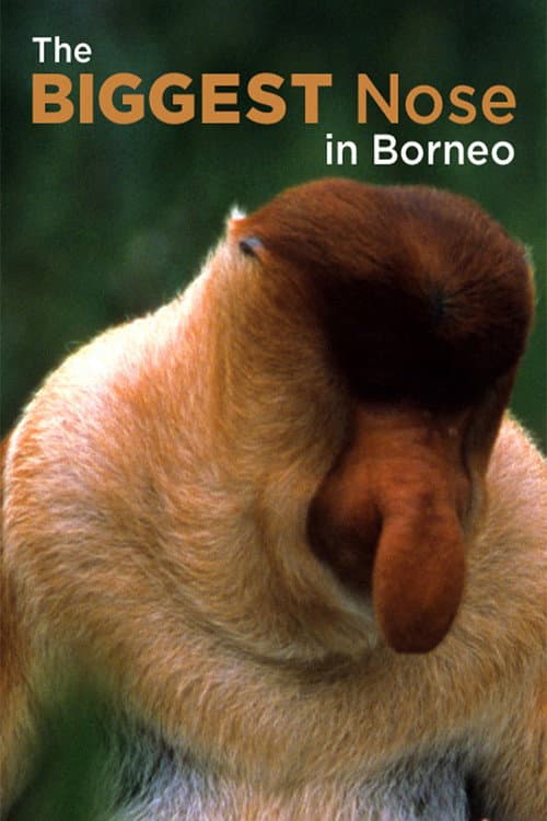 Poster for The Biggest Nose in Borneo