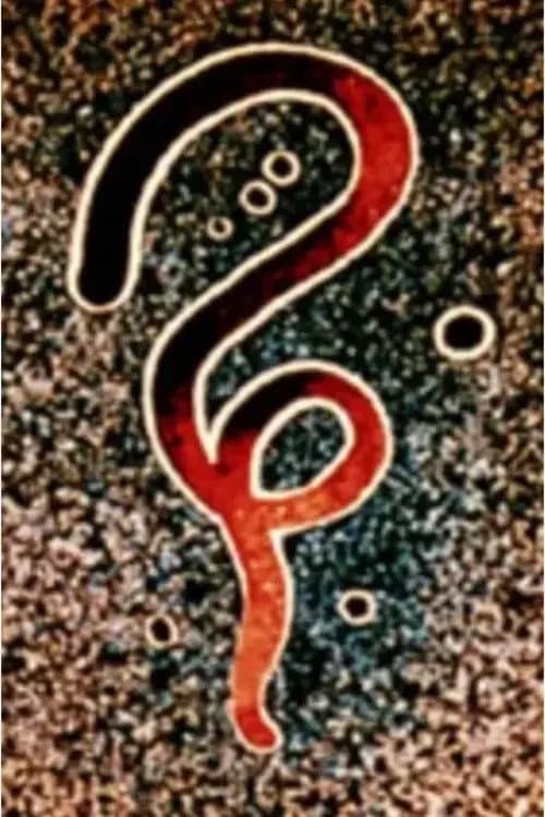 Poster for Caravan