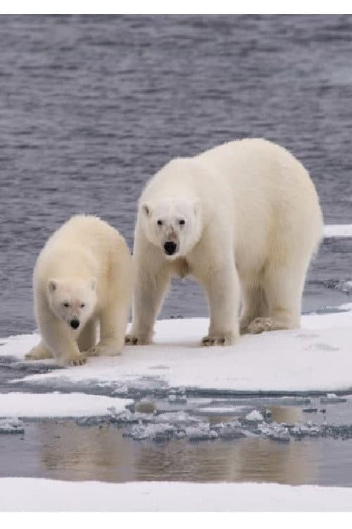 Poster for Ice Bear