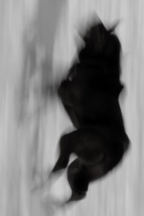 Poster for Two Dogs