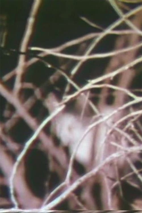 Poster for Nightcats