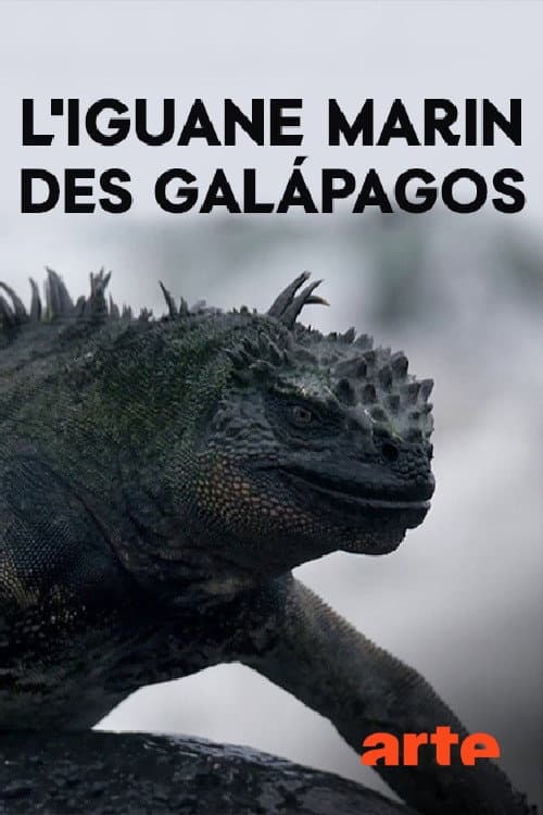 Poster for The Marine Iguanas of the Galapagos