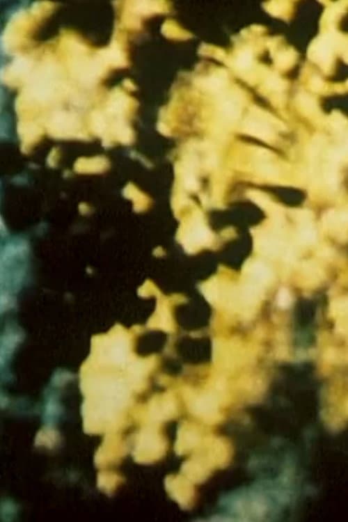 Poster for Broken Blossoms