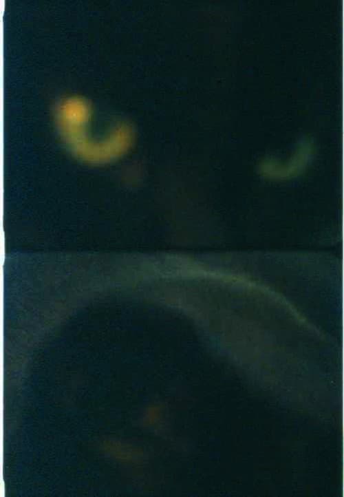 Poster for Max