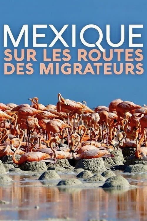 Poster for Mexique, sur les routes des migrateurs