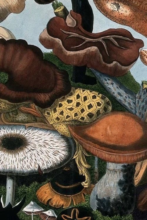 Poster for Fungi (Secrets of Nature #3)