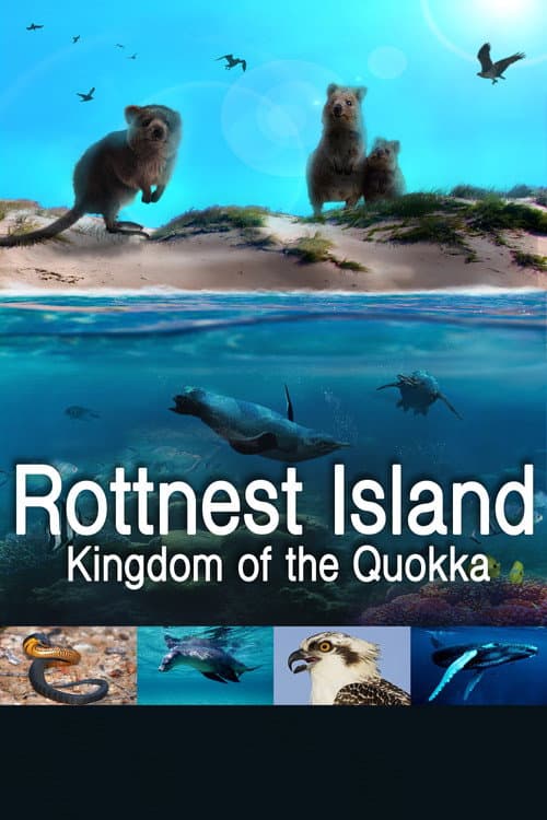 Poster for Rottnest Island: Kingdom Of The Quokka