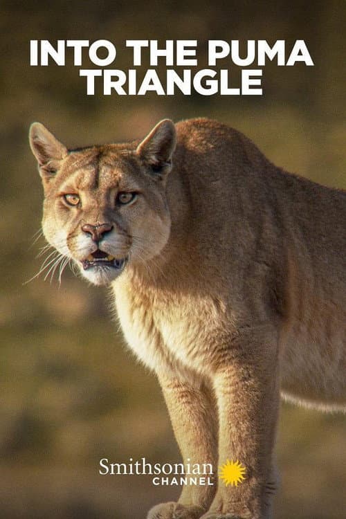 Poster for Into the Puma Triangle