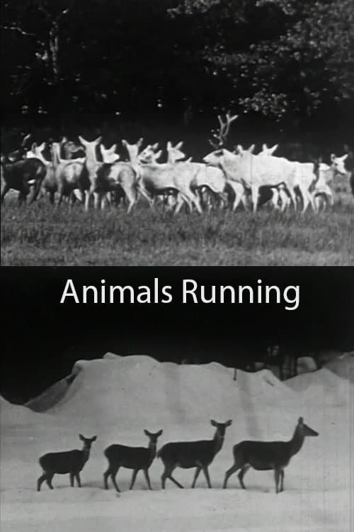 Poster for Animals Running