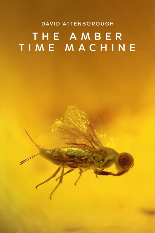Poster for The Amber Time Machine