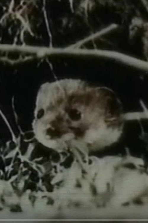Poster for The Weasel