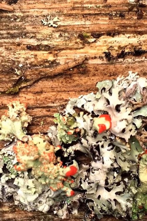 Poster for Lichens (Secrets of Nature #2)