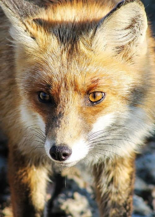 Poster for Stadt, Land, Fuchs!