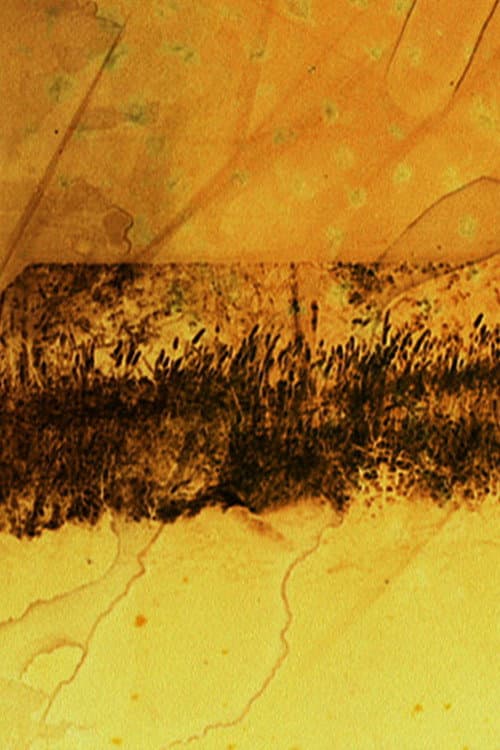 Poster for The Sight