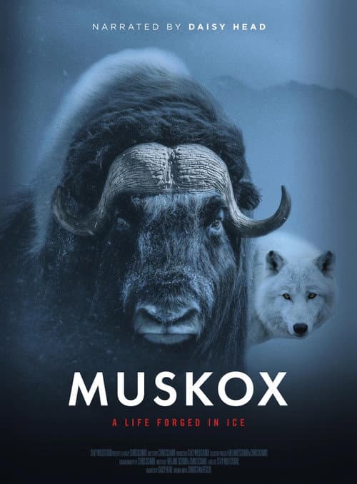 Poster for Muskox