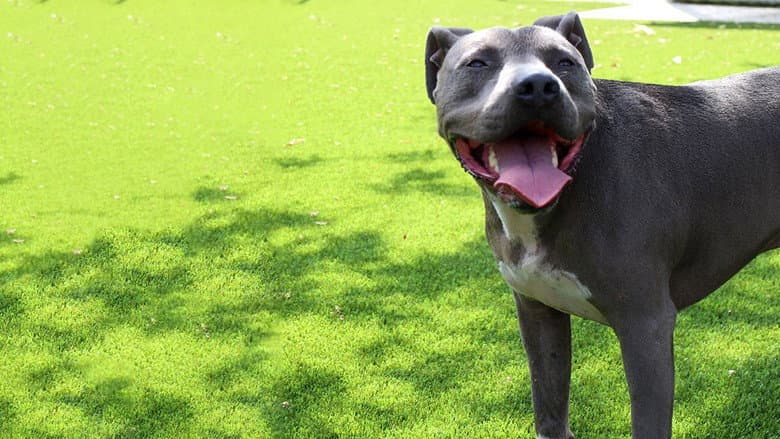 Backdrop from Cesar Millan: Love My Pit Bull