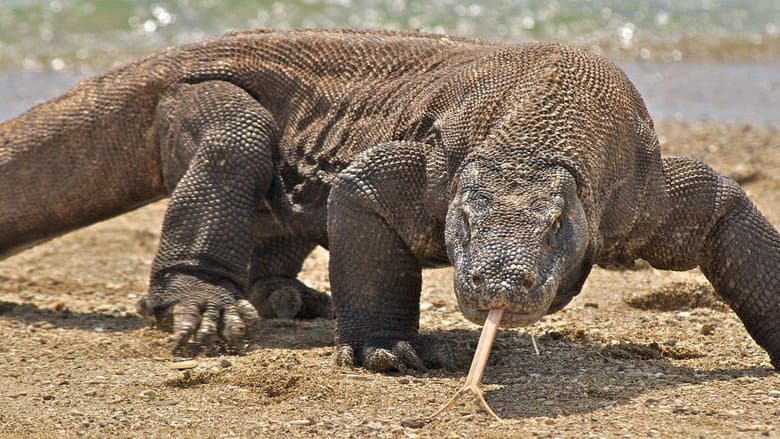 Backdrop from Nature's Biggest Beasts